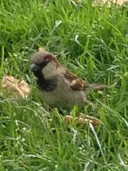 Passer domesticus