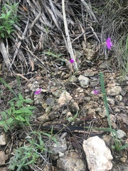 Boerhavia linearifolia