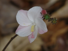 Hibiscus hirtus