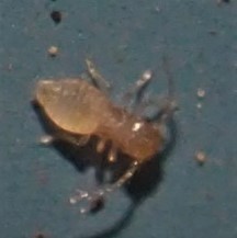 Ectopsocus meridionalis