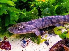 Dark Shyshark photo 2