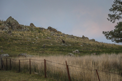 Osphranter robustus robustus