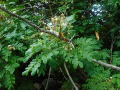 Albizia corniculata