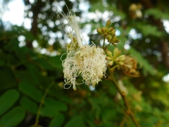 Albizia corniculata