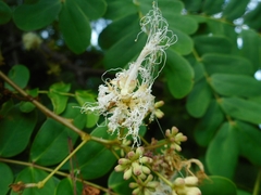 Albizia corniculata