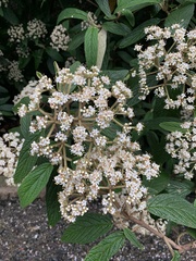 Viburnum rhytidophyllum