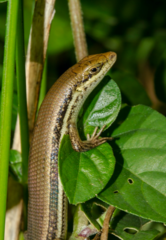 Trachylepis depressa