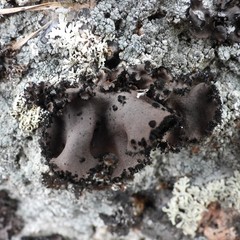 Umbilicaria polyrrhiza
