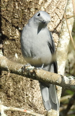 Coracina caesia caesia