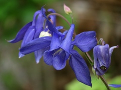 Aquilegia nigricans