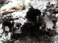Umbilicaria polyrrhiza