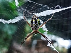 Argiope dang