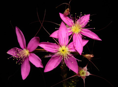 Calytrix fraseri