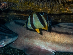 Chaetodon marleyi
