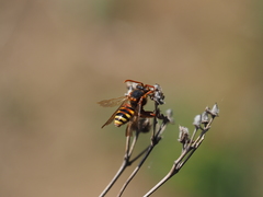 Nomada lathburiana