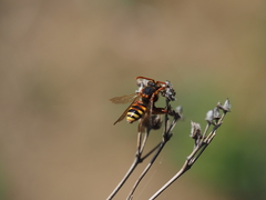 Nomada lathburiana
