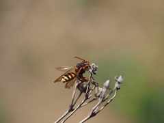 Nomada lathburiana