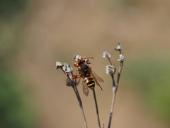 Nomada lathburiana