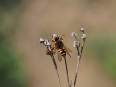 Nomada lathburiana