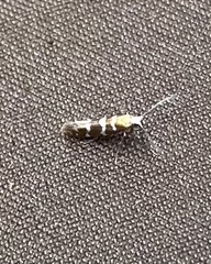 Argyresthia trifasciata