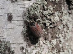 Melolontha hippocastani