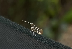 Argyresthia trifasciata