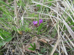 Astragalus suffruticosus