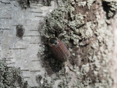 Melolontha hippocastani