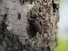 Melolontha hippocastani