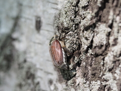 Melolontha hippocastani