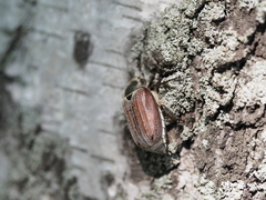 Melolontha hippocastani