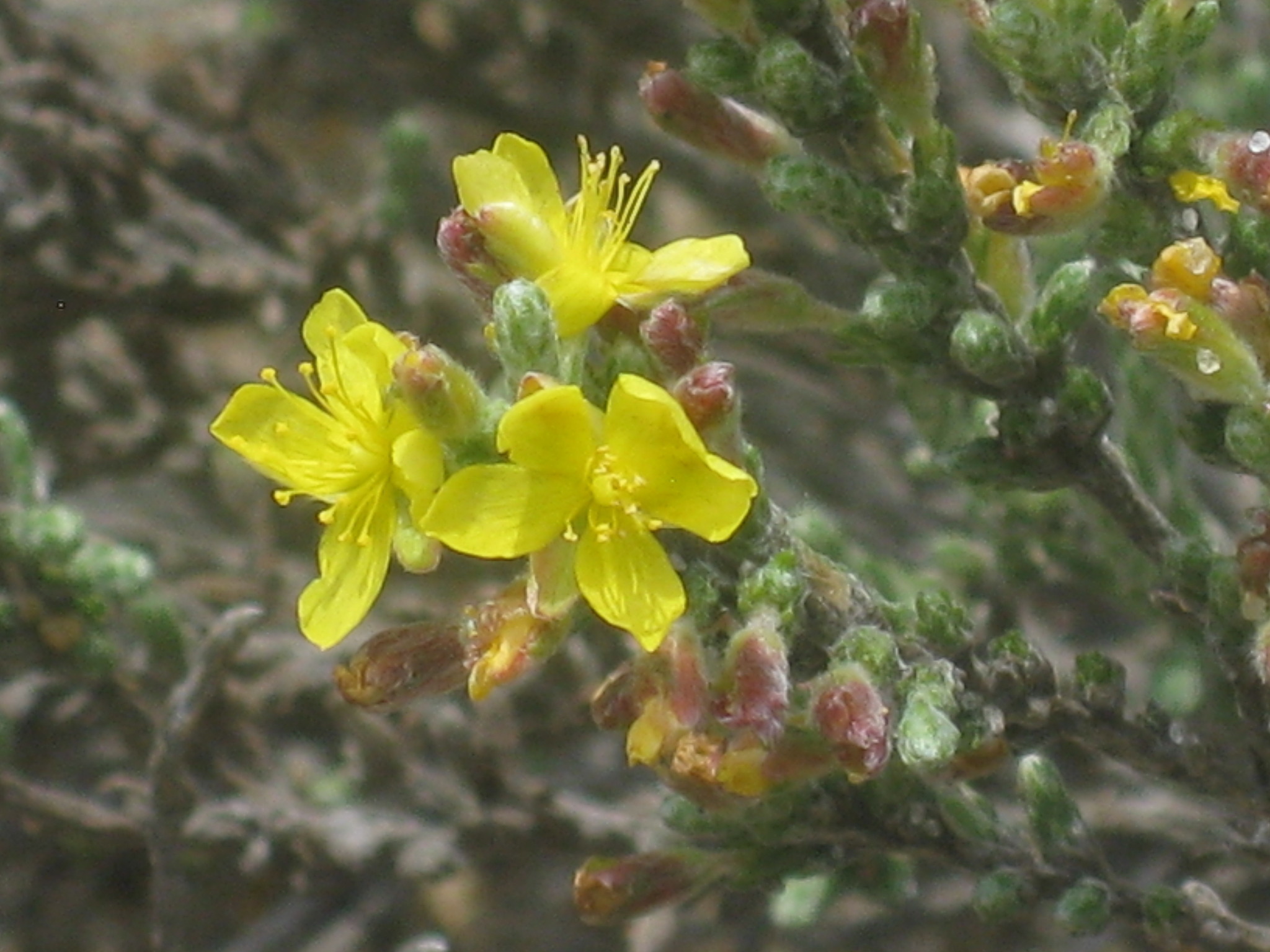 Hudsonia tomentosa