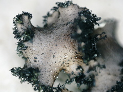 Umbilicaria polyrrhiza