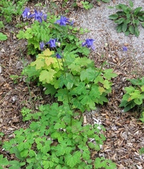 Aquilegia nigricans