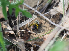 Andrena vaga