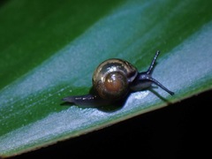 Helicarion permolle
