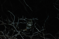 Psiloscops flammeolus