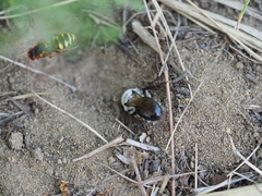 Andrena vaga