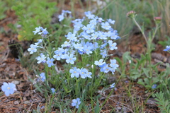 Eritrichium alpinum
