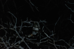 Psiloscops flammeolus