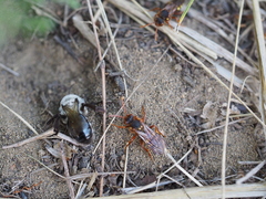 Andrena vaga
