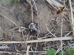 Andrena vaga