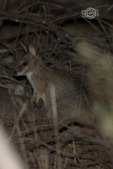 Notamacropus eugenii