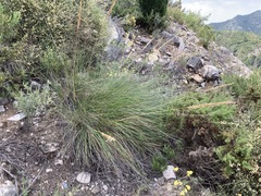 Macrochloa tenacissima