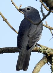 Coracina caesia caesia