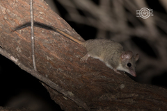 Phascogale calura