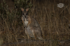 Notamacropus eugenii