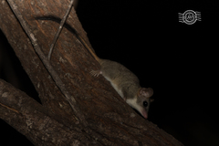 Phascogale calura