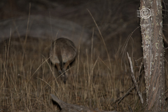 Notamacropus eugenii