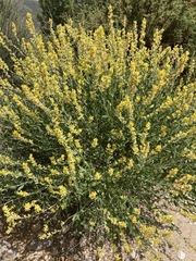 Anthyllis cytisoides